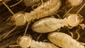 Everything You Need to Know About Termite Control