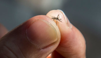 Mosquito Control Tips for a More Enjoyable Spring