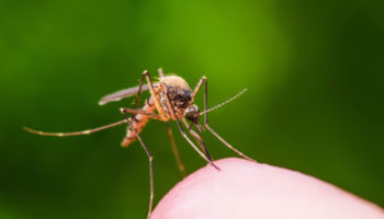 Debunking 3 Mosquito Myths | Your Mosquito Exterminator