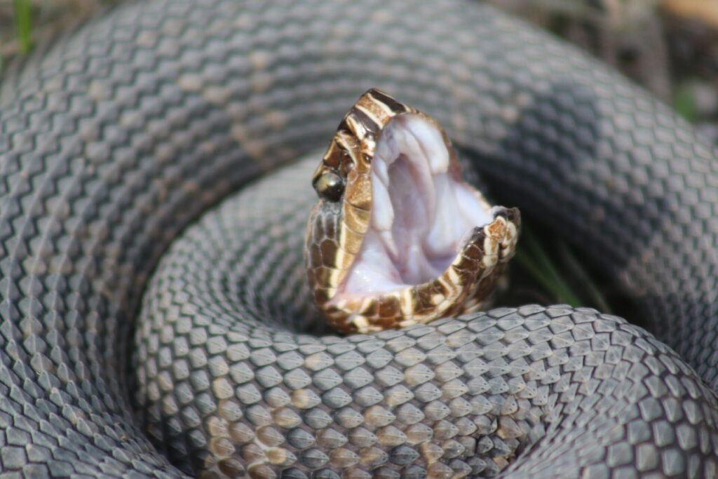 Closeup of a water moccasin with mouth open