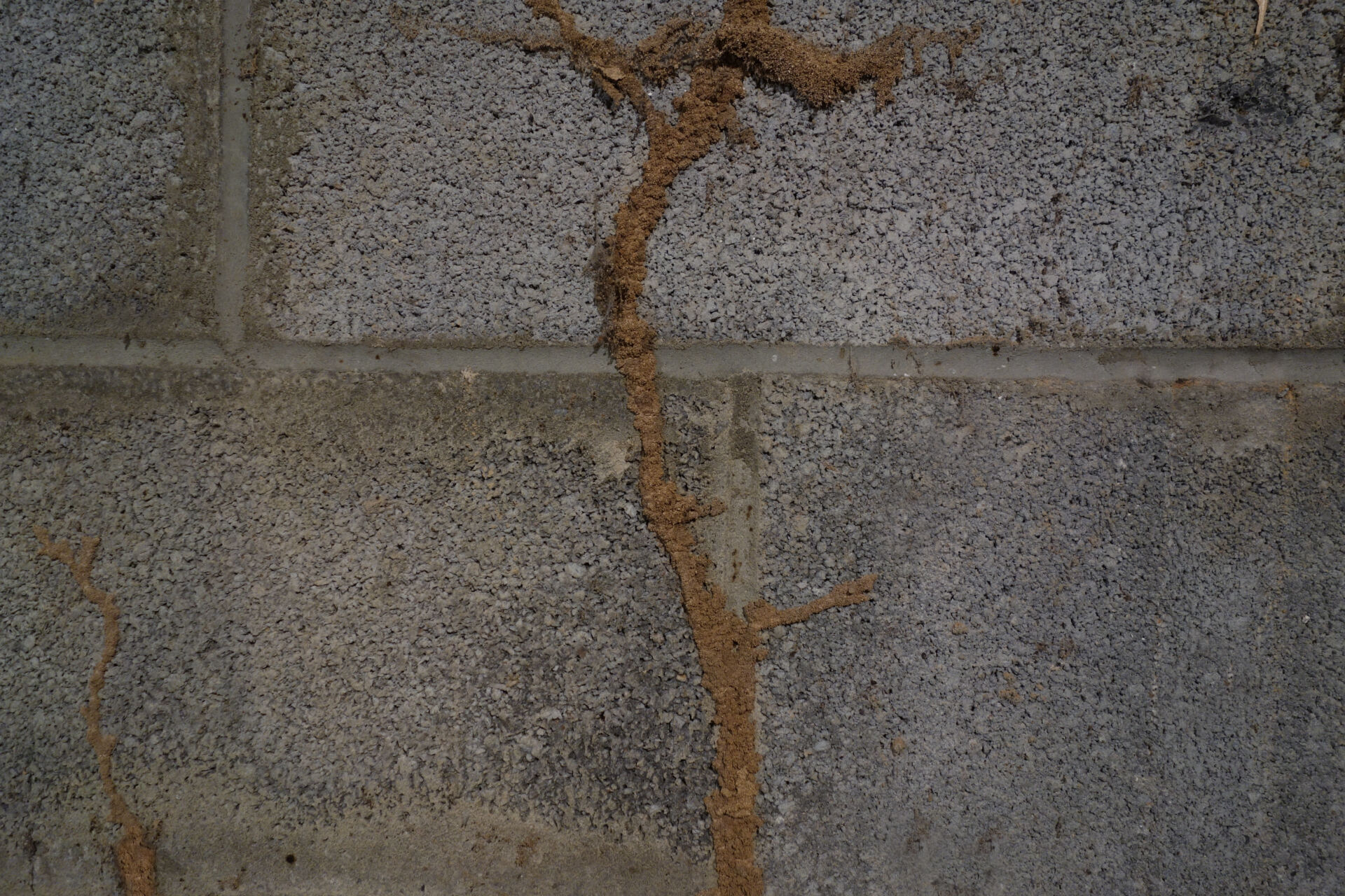 Termite mud tubes on a concrete wal